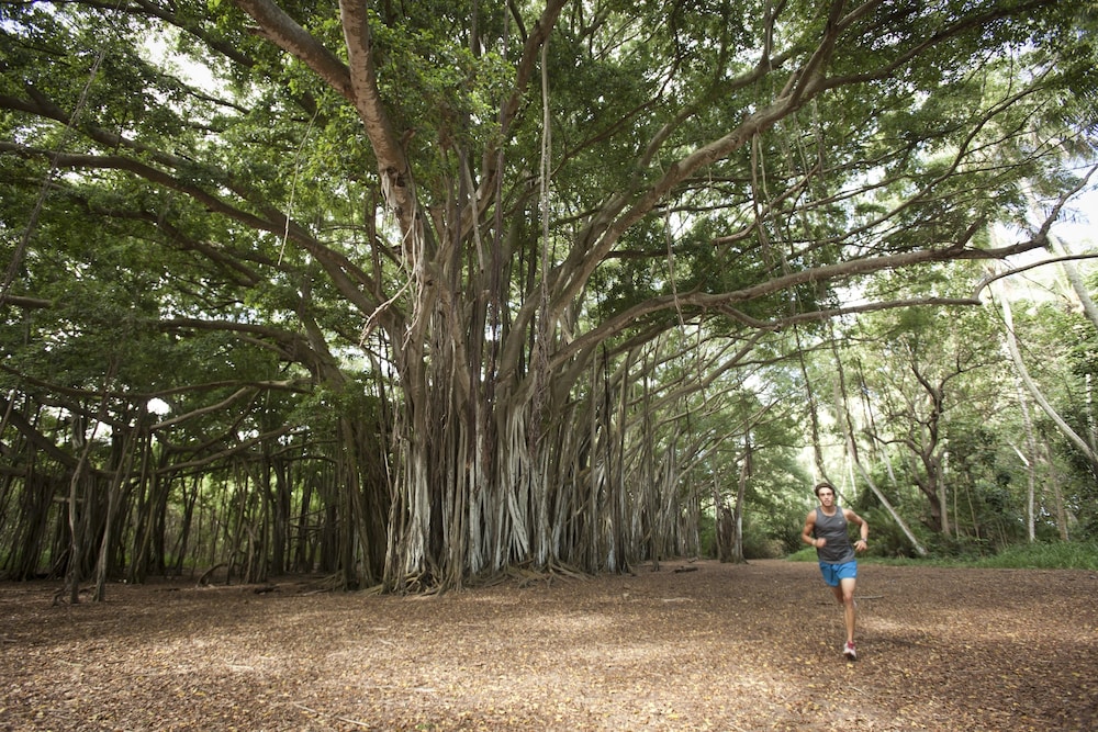 Fitness facility, Turtle Bay Resort