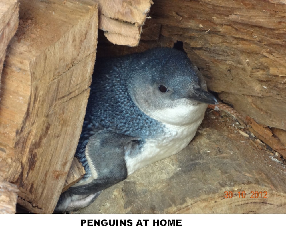 Diamond Island Resort & Bicheno Penguin Show