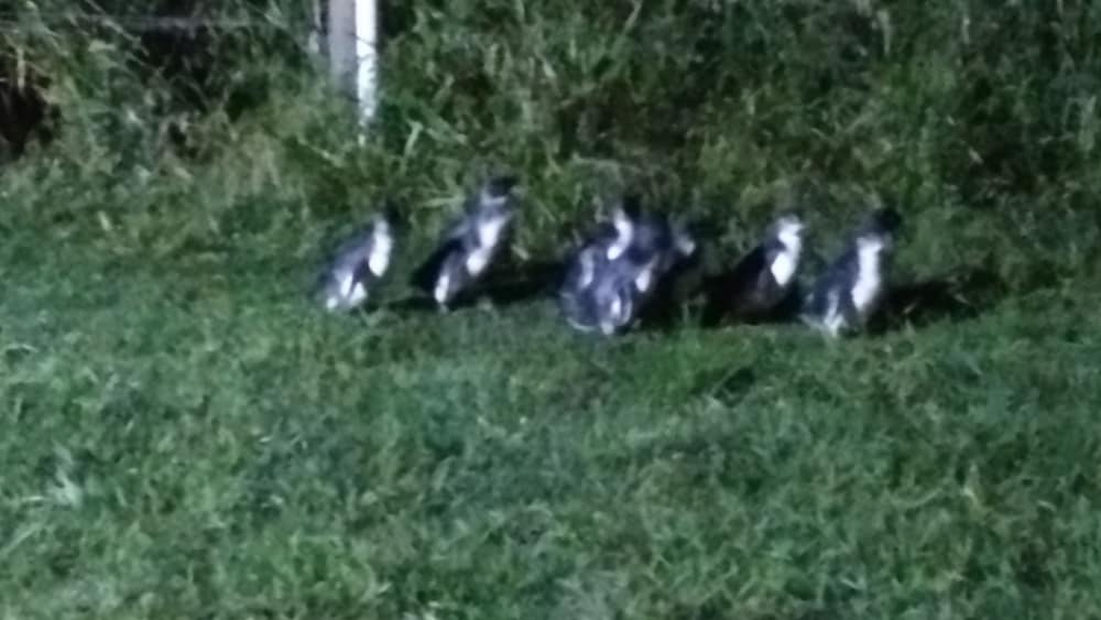 Diamond Island Resort & Bicheno Penguin Show