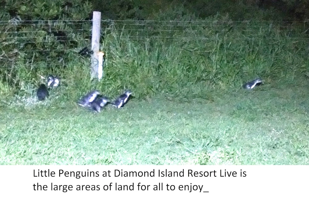 Diamond Island Resort & Bicheno Penguin Show