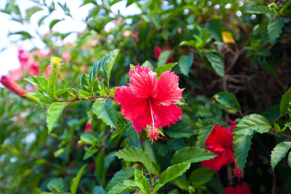 Garden, Trinity Beach Pacific