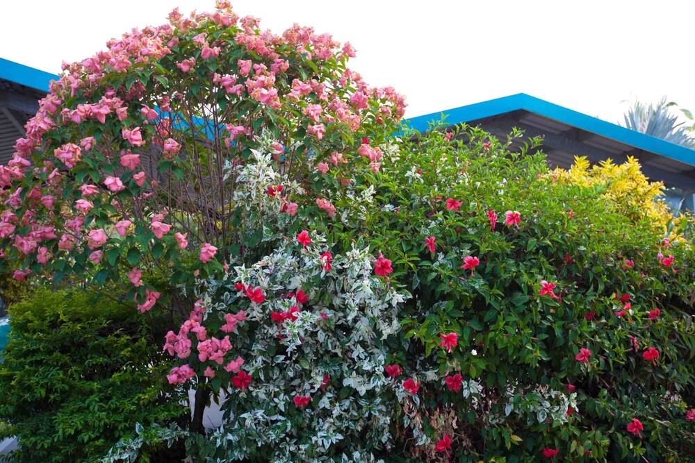 Garden, Trinity Beach Pacific