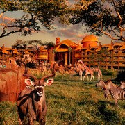 ディズニーズ アニマル キングダム テーマ パーク ベイ レイク エクスペディア ディズニーズ アニマル キングダム テーマ パーク ベイ レイク エクスペディア