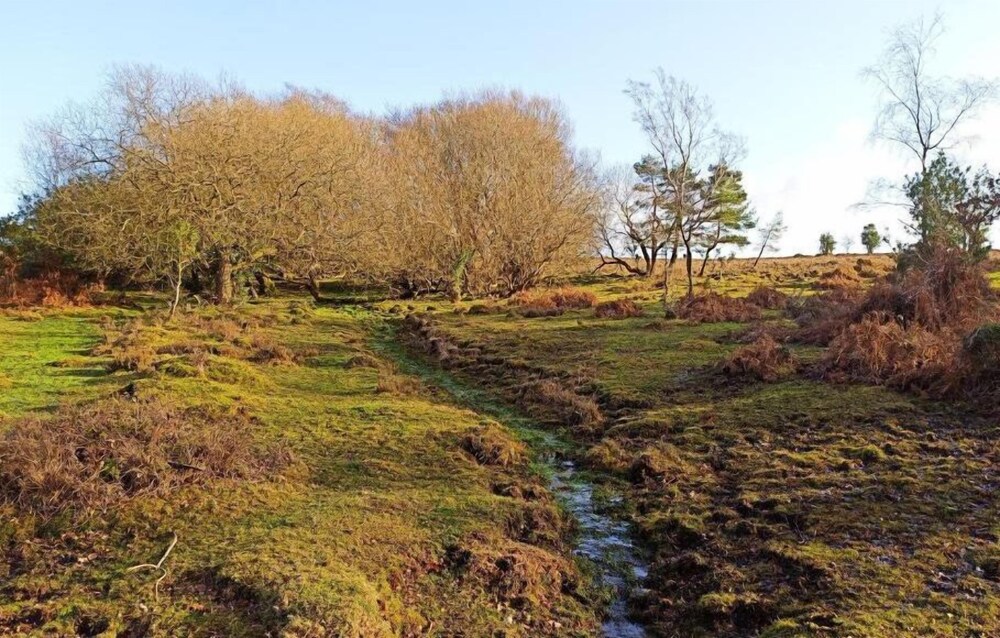 New Forest Lodge