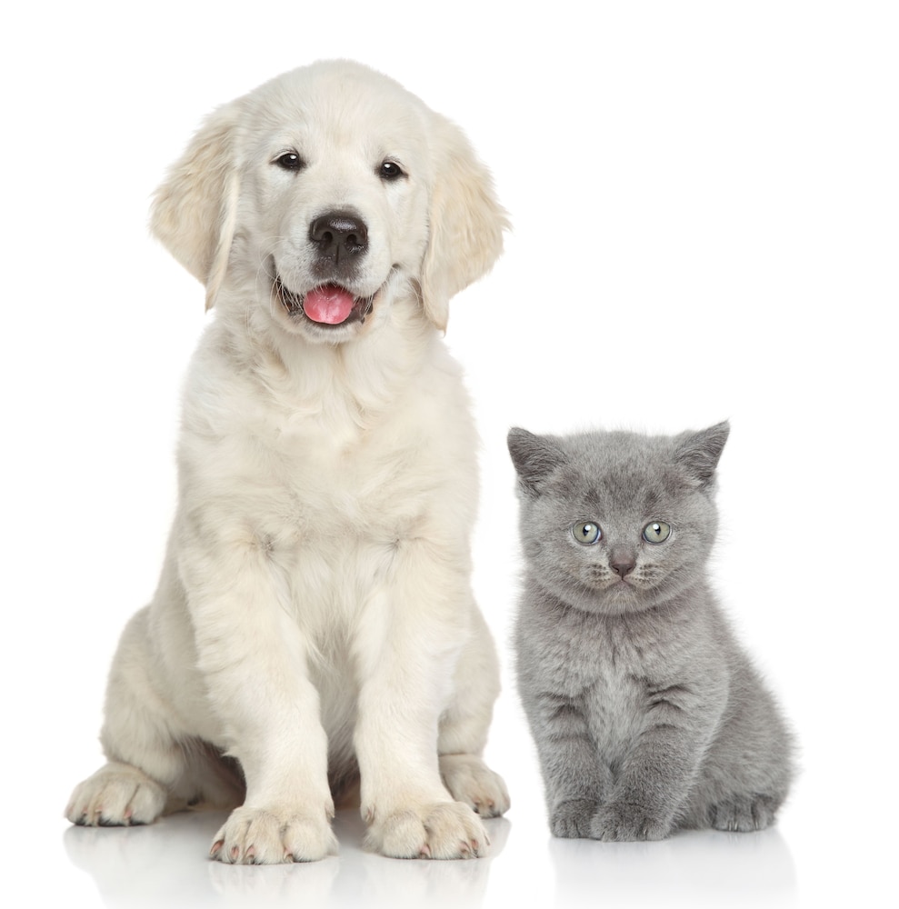 Fort Nelson Hotels Pet Friendly Fort Nelson Hotels Pet Friendly