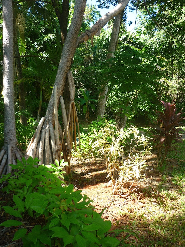 Ferntree Rainforest Lodge