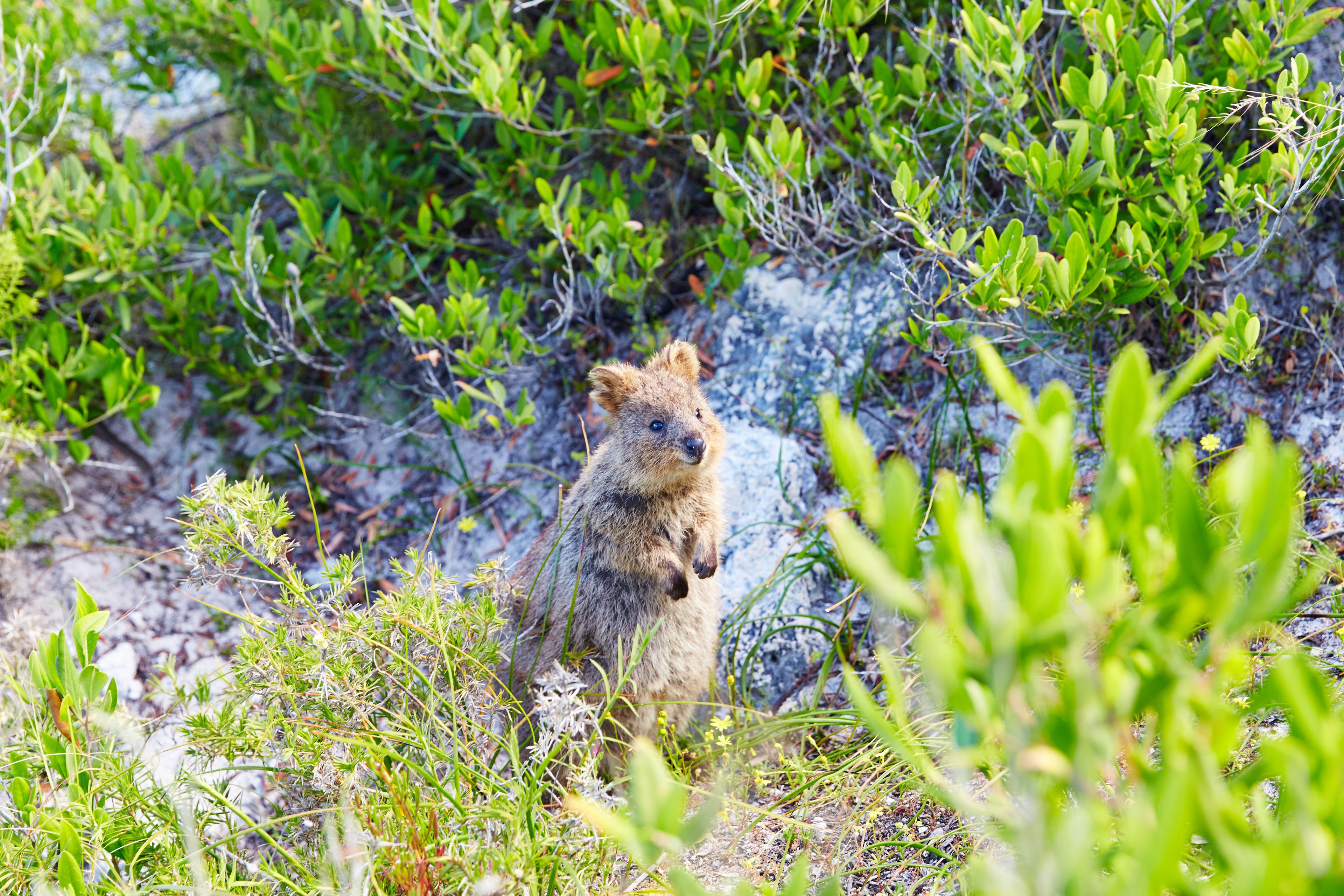 Rottnest Island Authority
