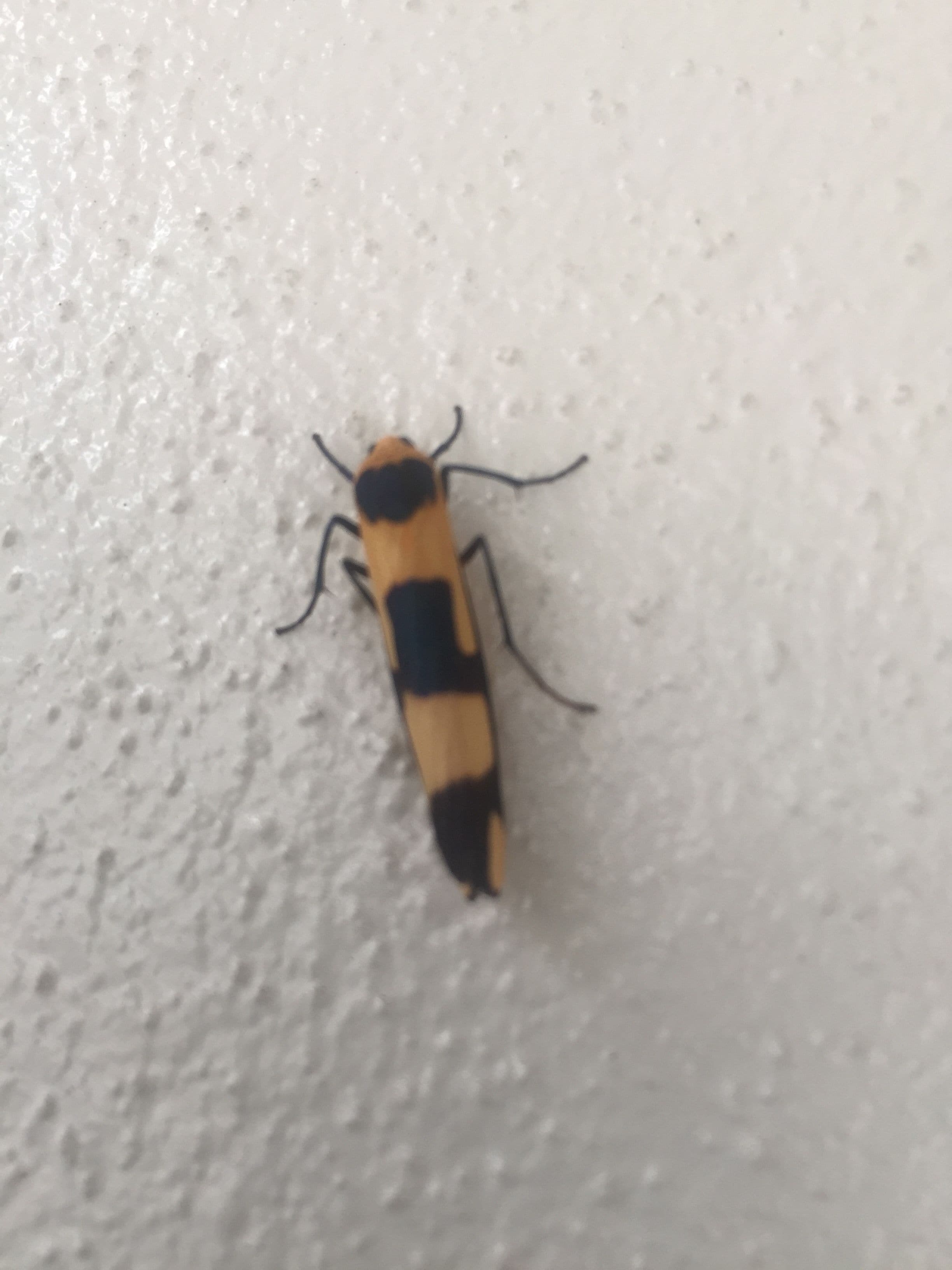 Econo Lodge Beachside