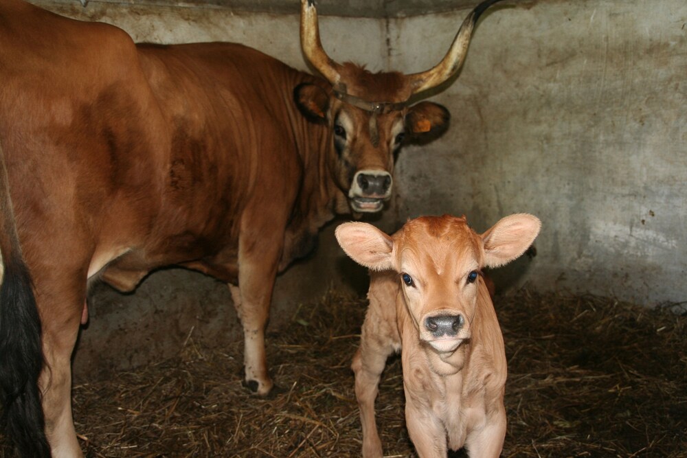 Photo - Hotel Rural de Charme Maria da Fonte