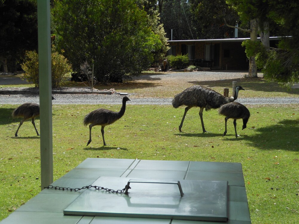 Grampians View Cottages and Units