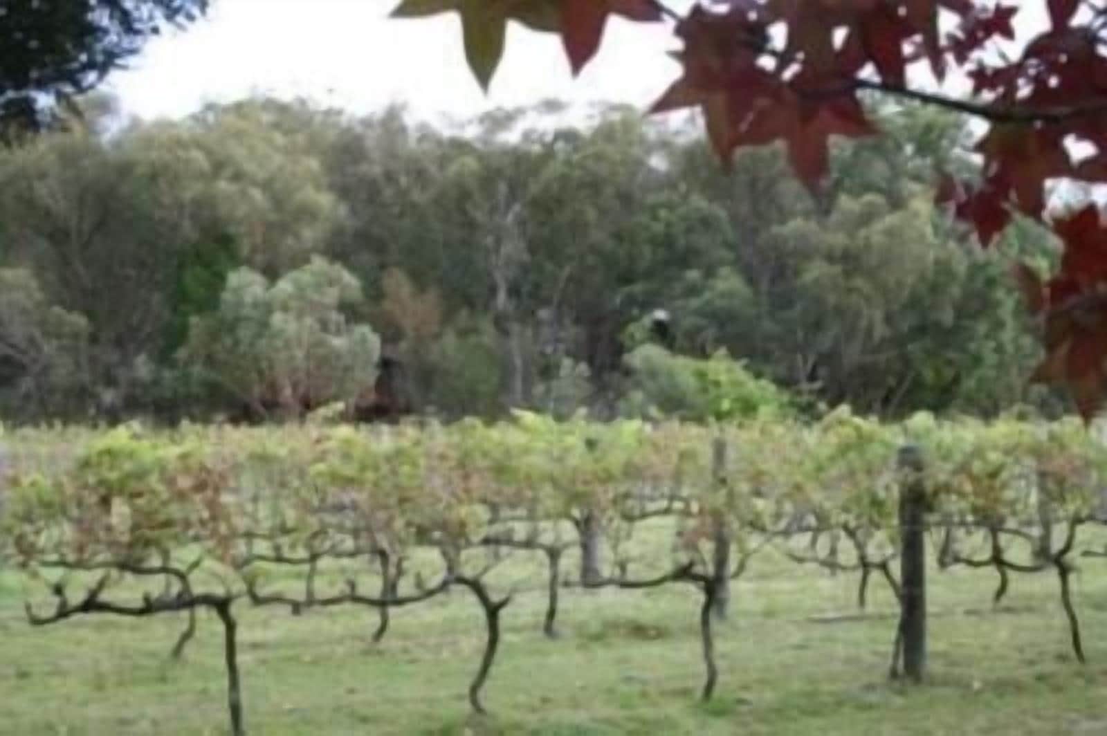 Granite Belt Brewery Retreat