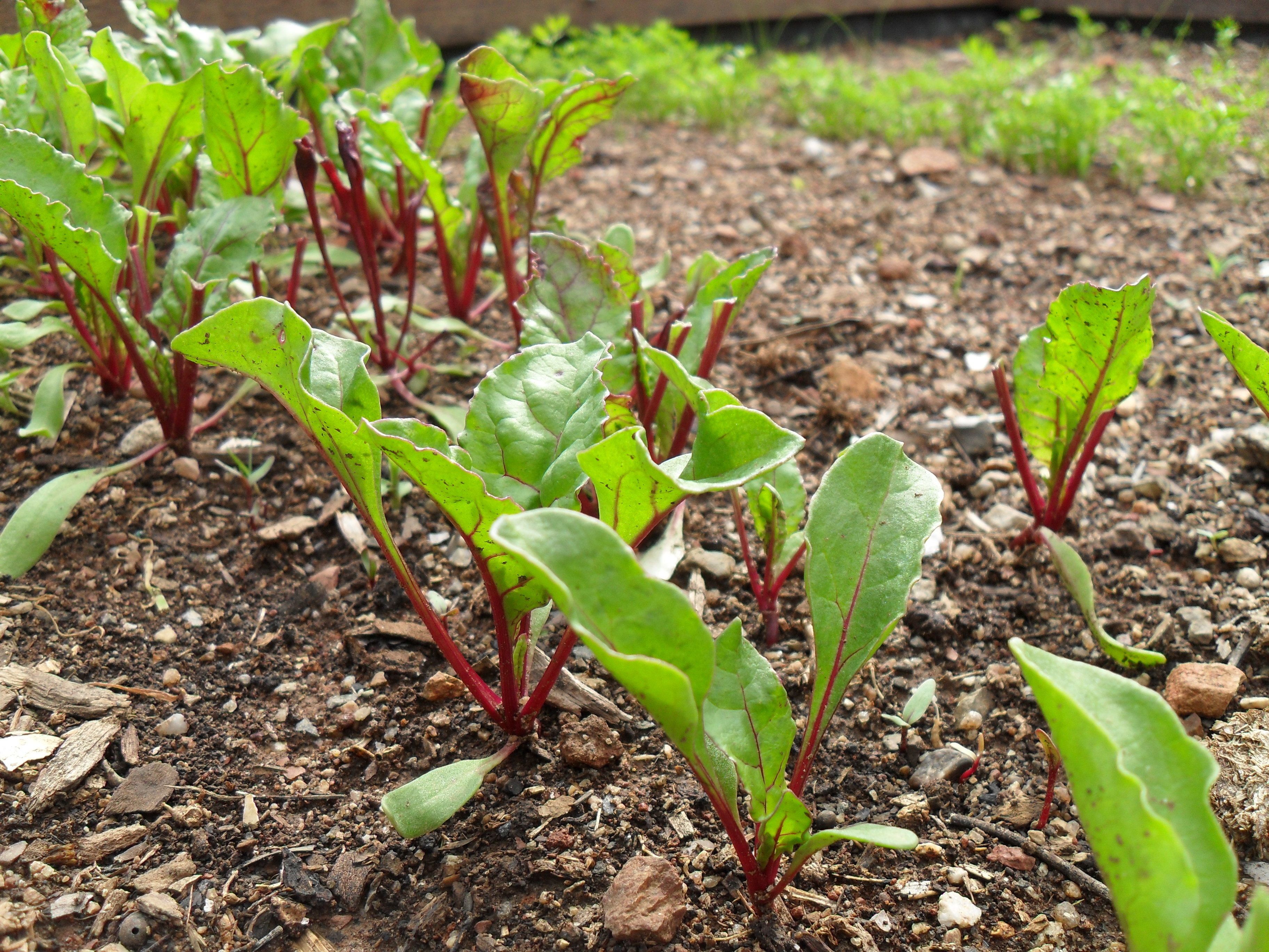 The Retreat at Froog-Moore Park