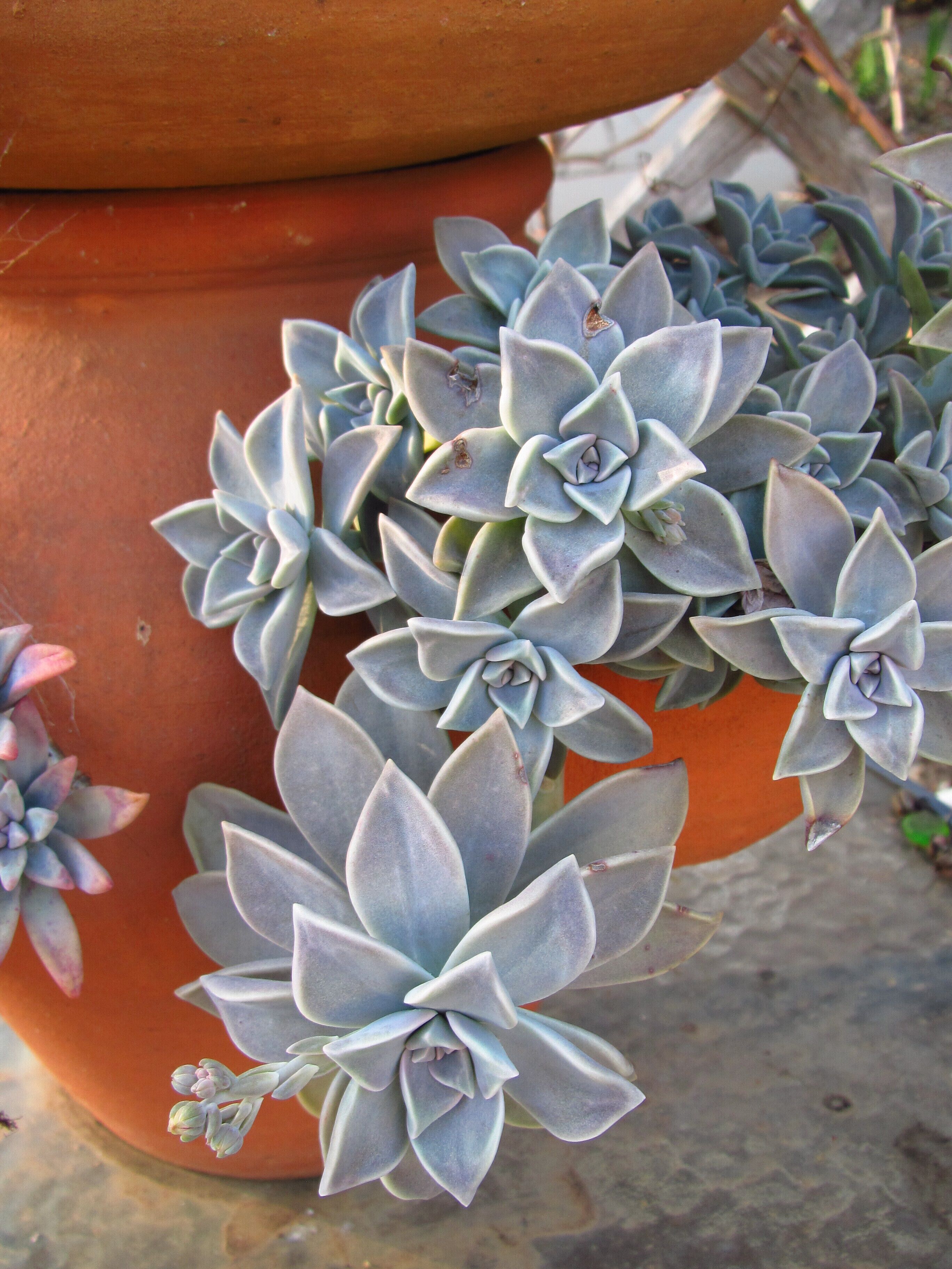 The Retreat at Froog-Moore Park