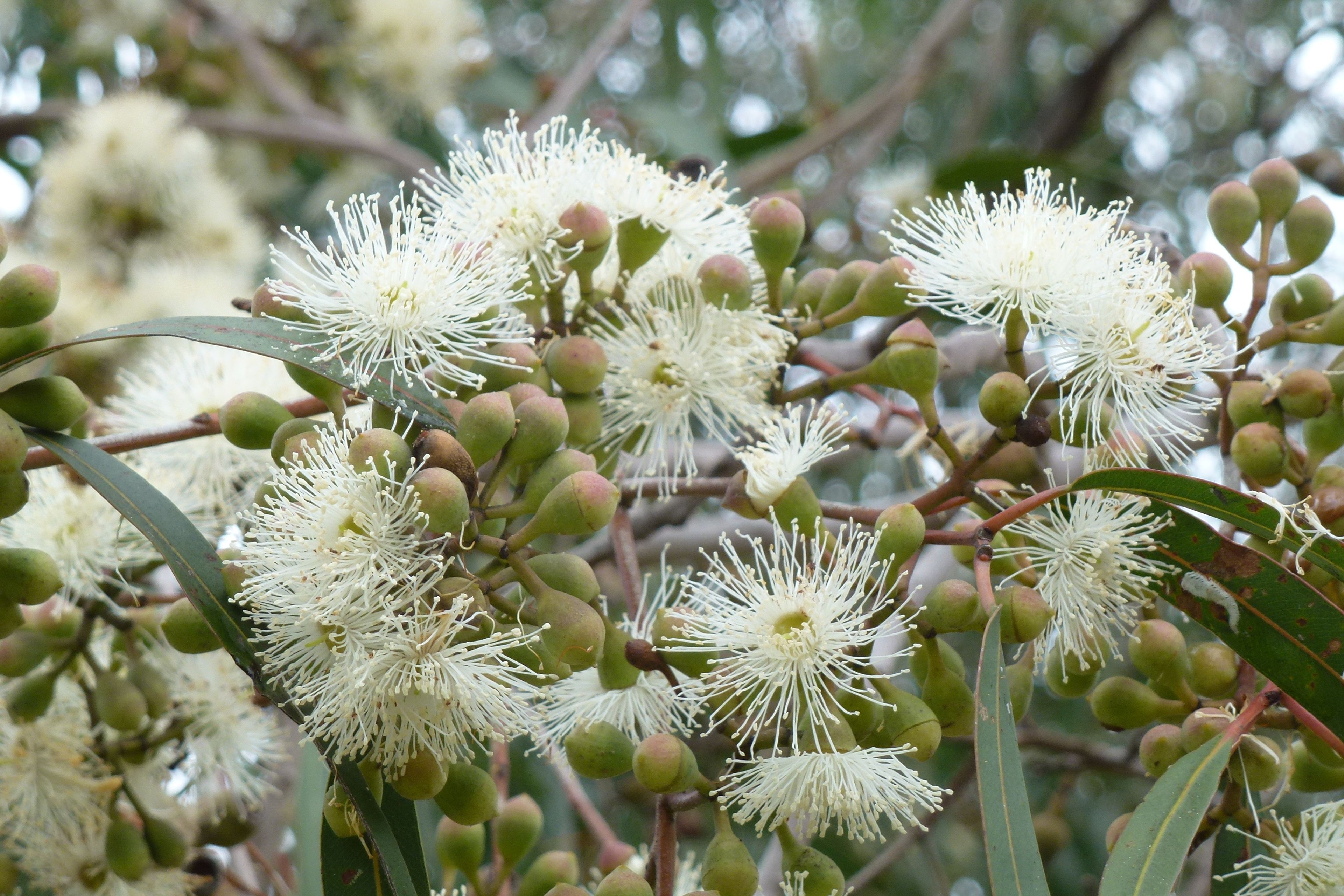 The Retreat at Froog-Moore Park