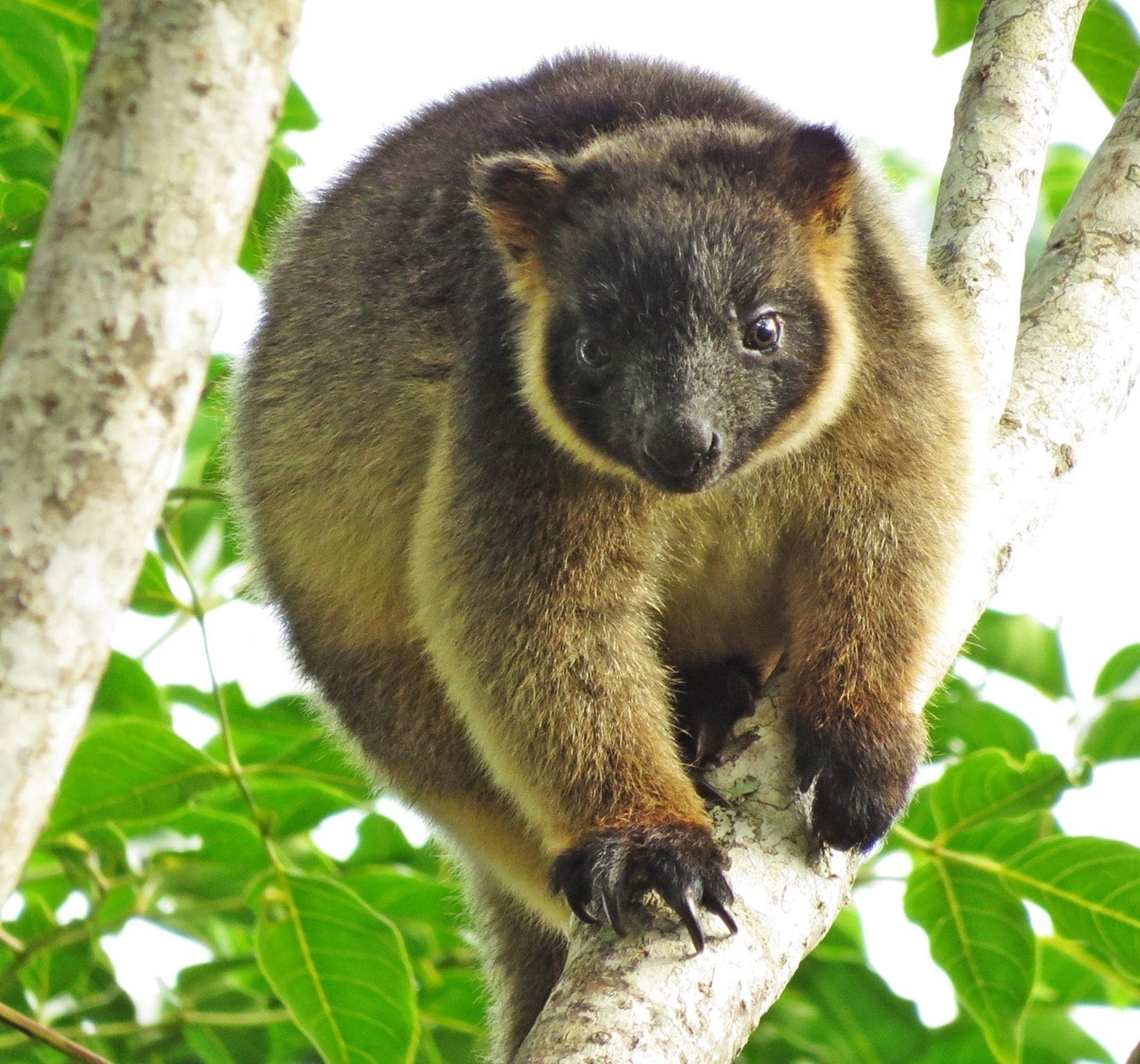 Mt Quincan Crater Retreat