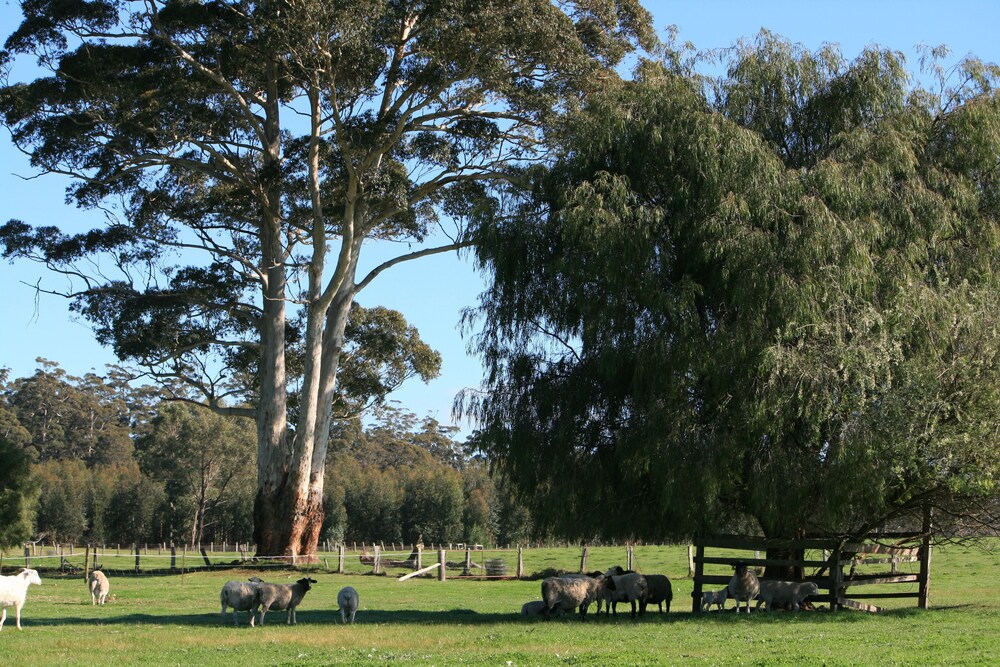 Diamond Forest Farm Stay