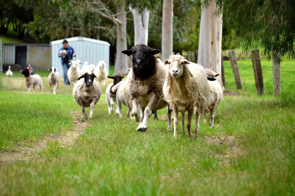 Diamond Forest Farm Stay