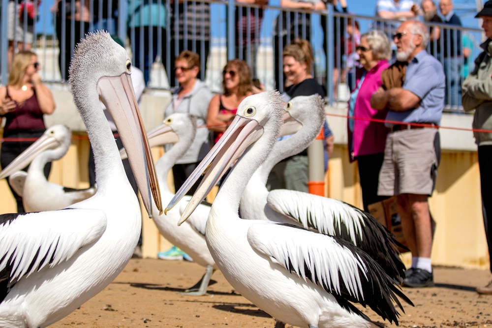 BIG4 Phillip Island Caravan Park