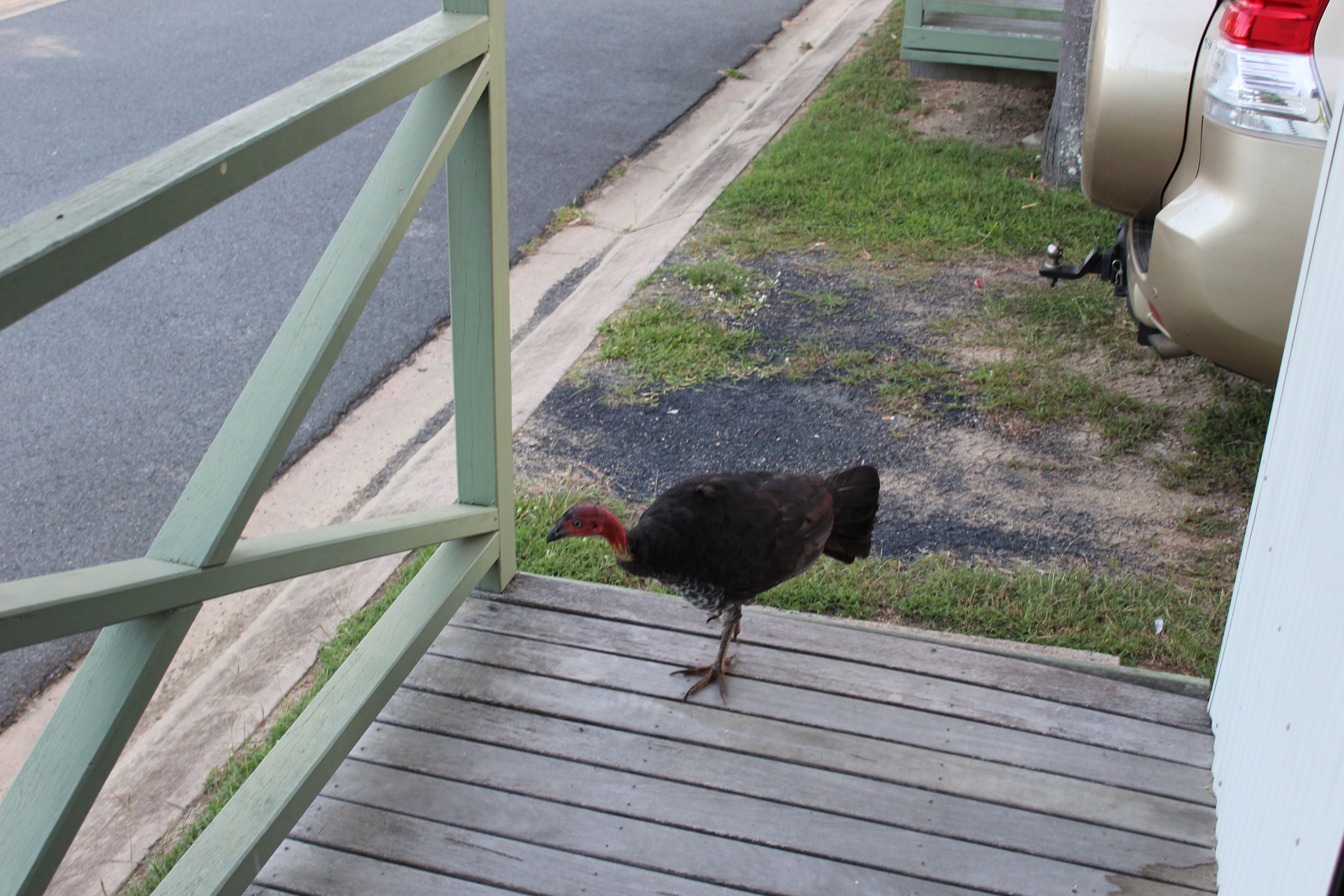 Central Tourist Park