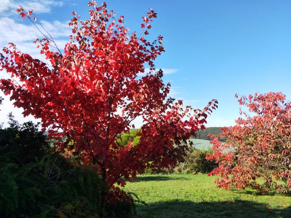 Garden, The Boomerangs