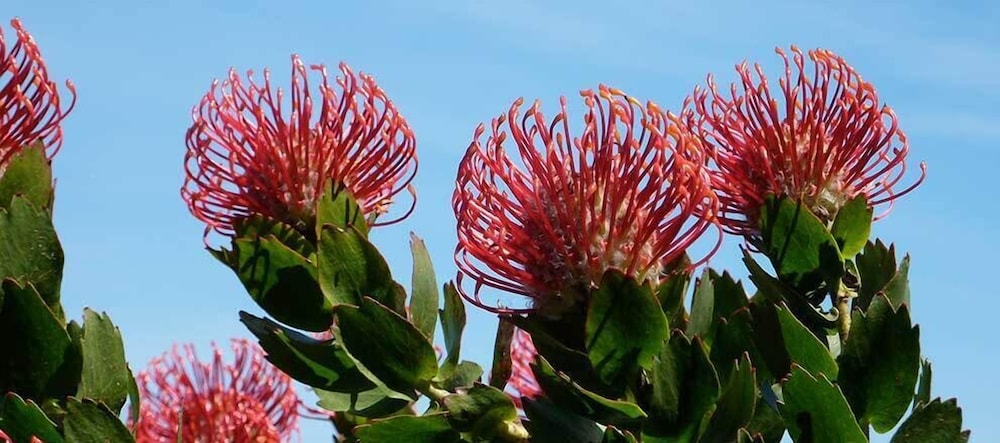 Garden, The Boomerangs