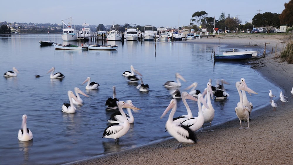 NRMA Eastern Beach Holiday Park