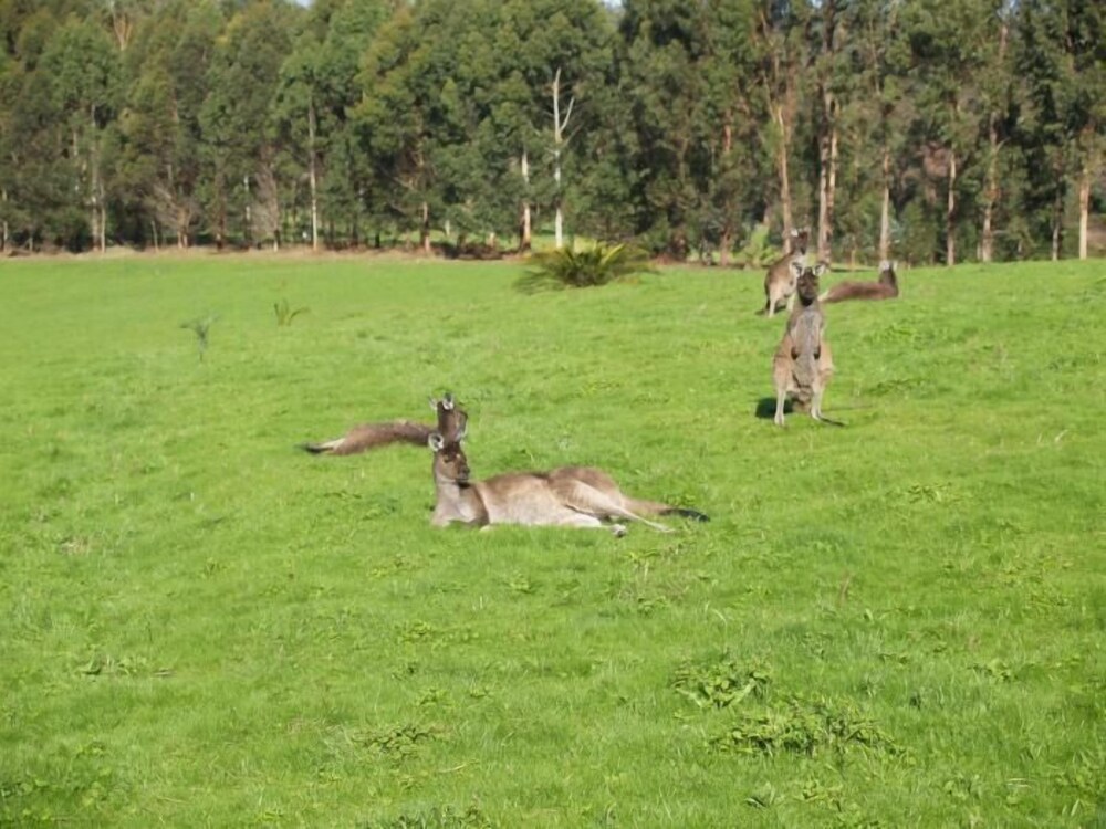 Karri Valley Chalets