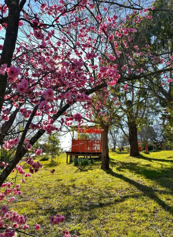 Poplars at Mittagong