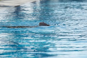 Outdoor pool, pool umbrellas
