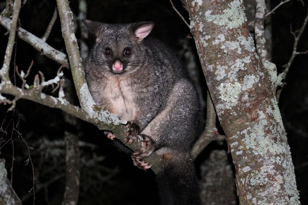 Mole Creek Guesthouse