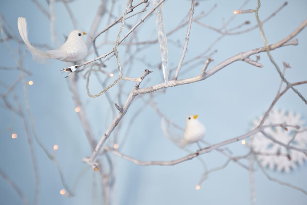 Photo - LaLeLu Hostel Dresden