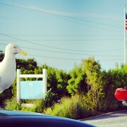 Top 10 Pet Friendly Hotels In Montauk Ny 107 Dog Cat Haven Montauk