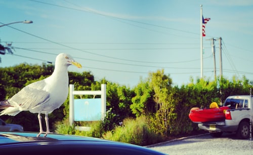 Montauk Pet Friendly Hotels From 107 Haven Montauk