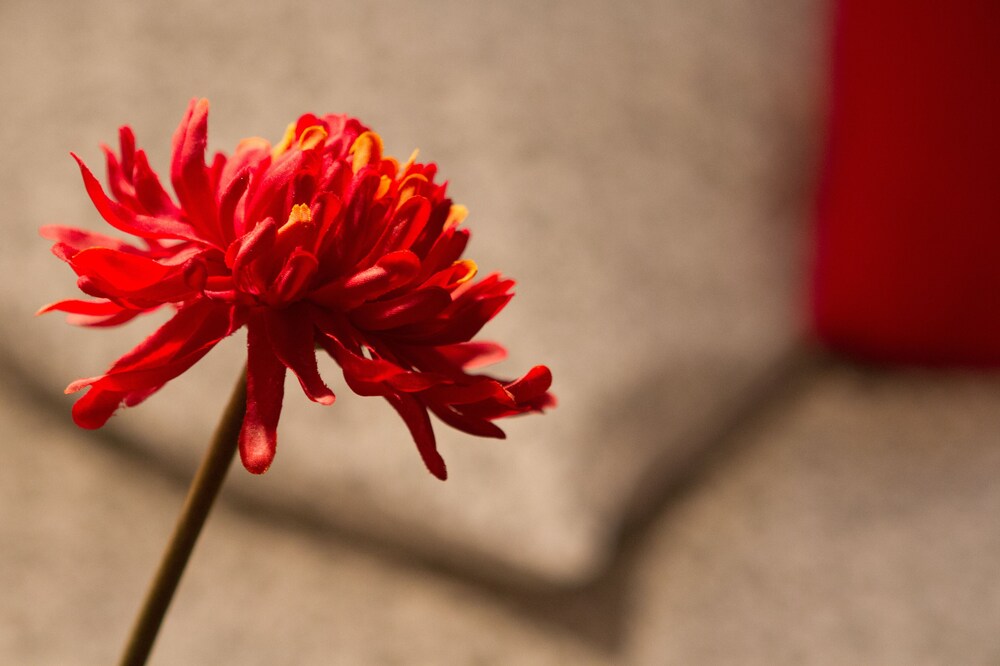 Foto - Casa Montalbán Apartamentos Turísticos