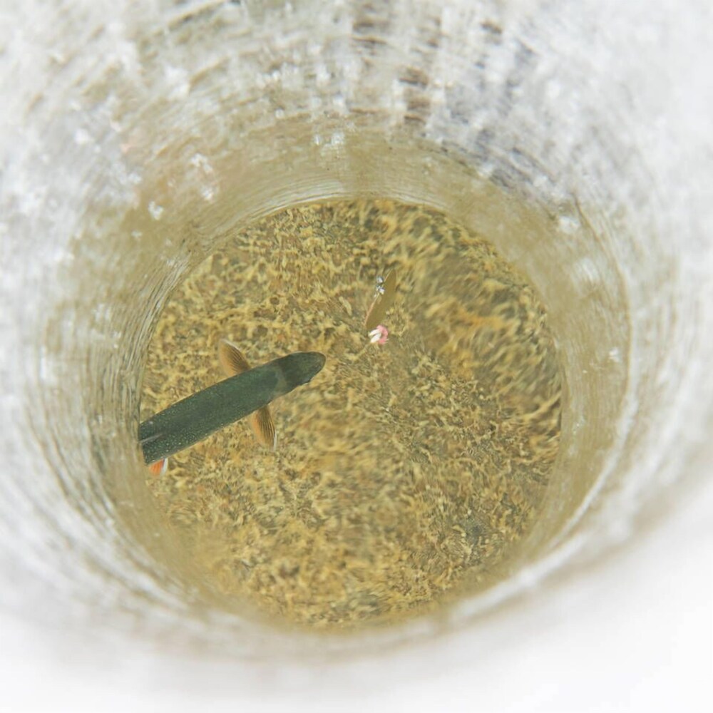 Abisko Guesthouse  & Activities