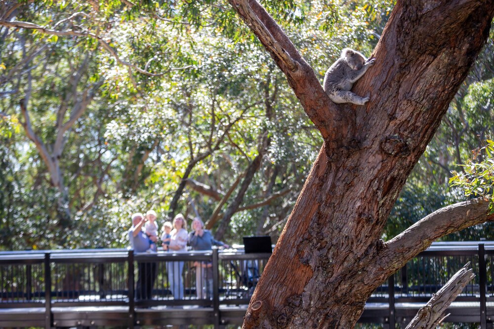 Property grounds, Port Stephens Koala Sanctuary