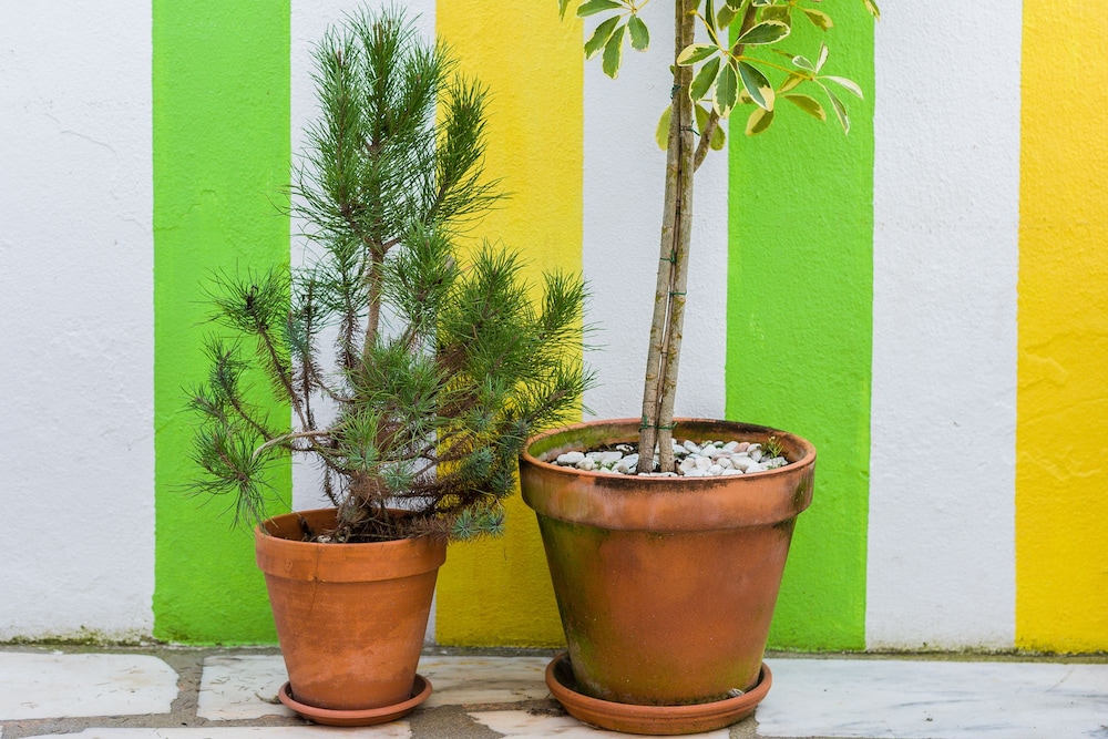 Foto - Ljmonade Hostel