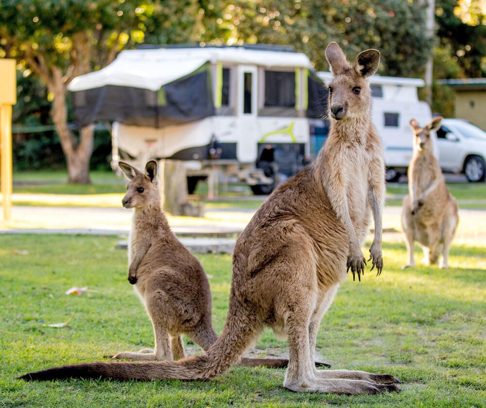 BIG4 NRMA South West Rocks Holiday Park
