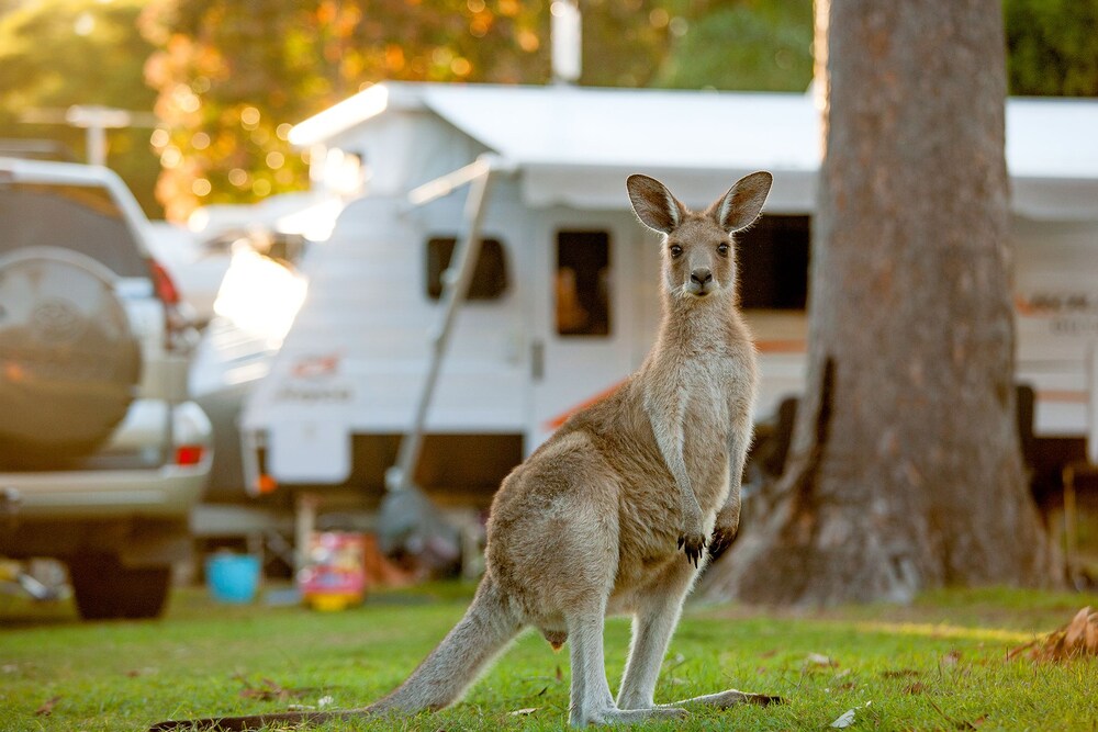 BIG4 NRMA South West Rocks Holiday Park
