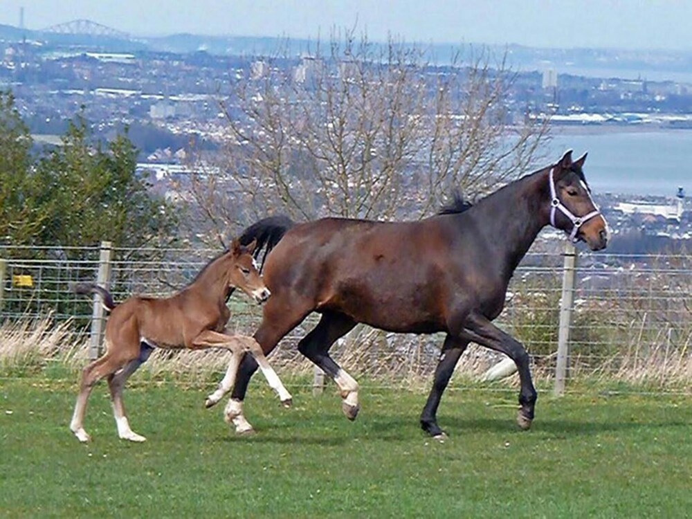 Faside Estate