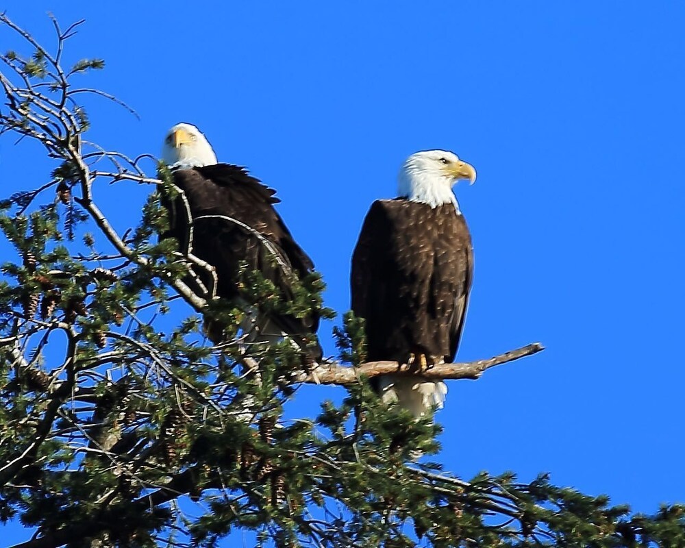 Glen Lyon Inn & Suites in Port Hardy Best Rates & Deals on Orbitz