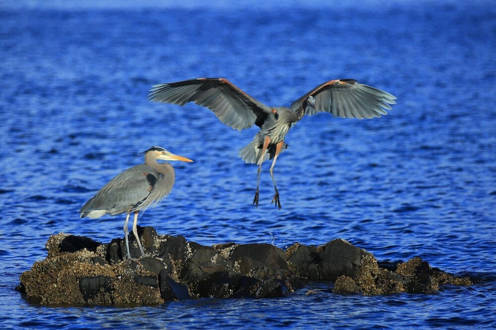 Glen Lyon Inn & Suites in Port Hardy Best Rates & Deals on Orbitz