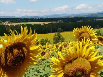 Agriturismo La Topaia Deals Reviews Borgo San Lorenzo - 