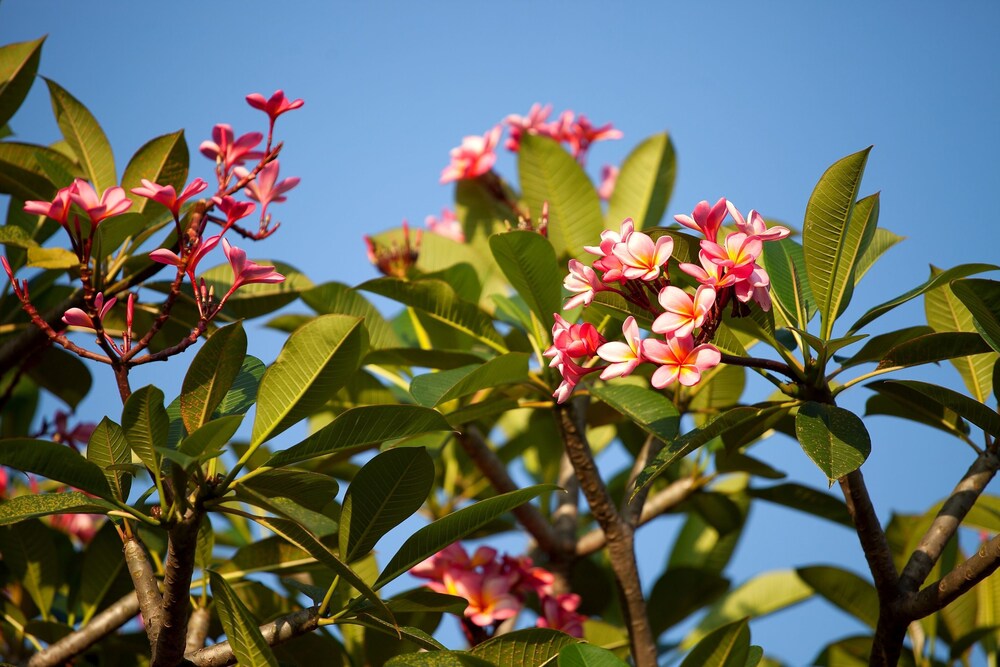 Foto - Villa Pondok Terra