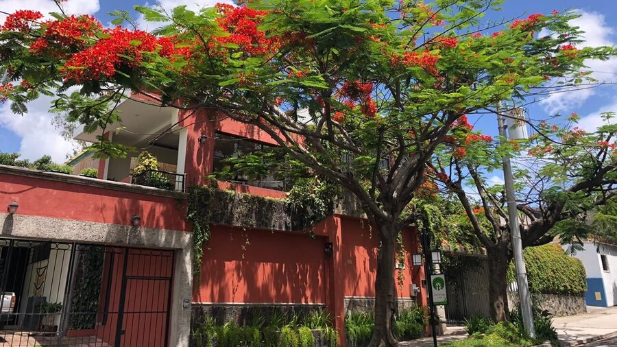 Árbol de Fuego Eco-Hotel