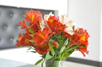 Inroma Holiday Resort Reviews Photos Rates Ebookerscom - 