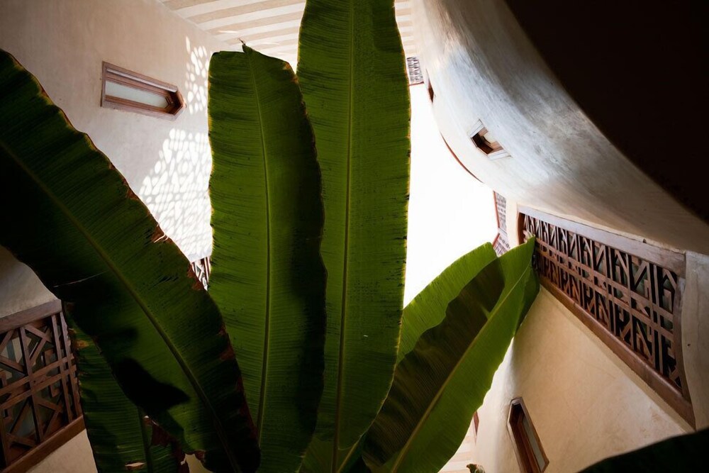 Photo - Riad Alkaderi