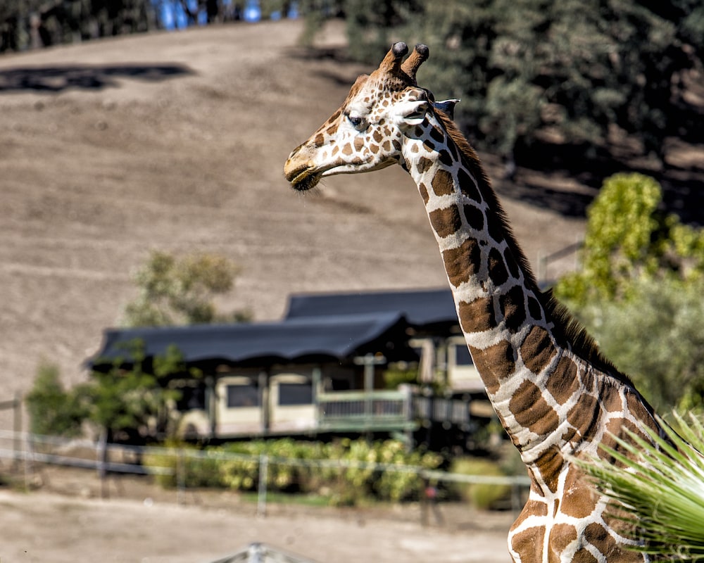 weather safari west santa rosa weather safari west santa rosa