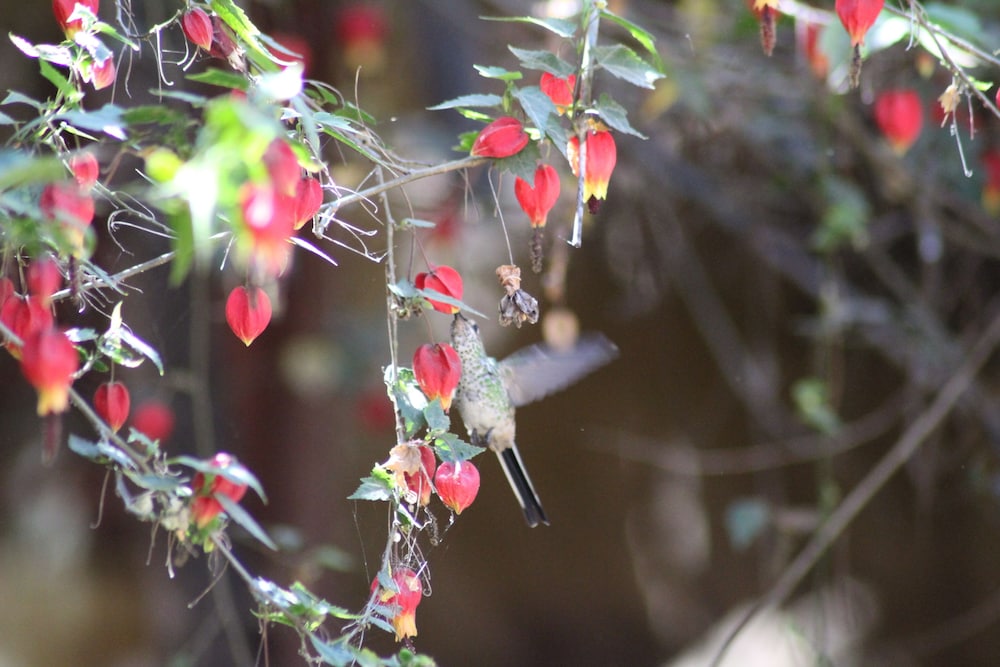 Photo - Las Portadas