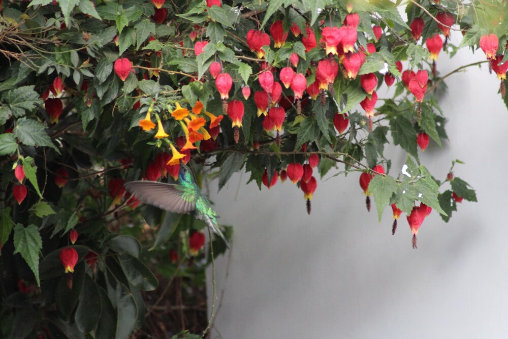 Photo - Las Portadas